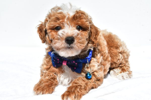 Mr. Frank The Miniature Poodle - Image 6