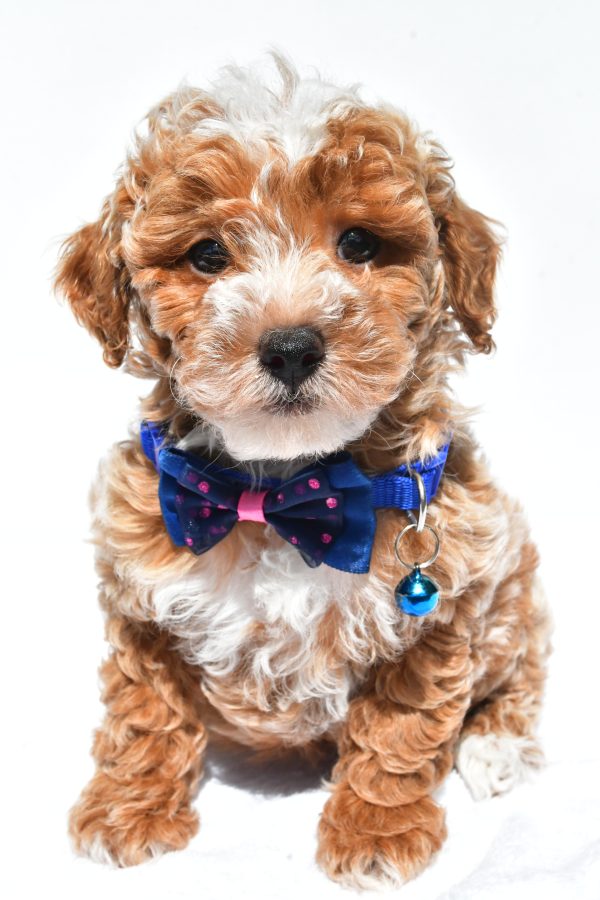 Mr. Frank The Miniature Poodle - Image 2