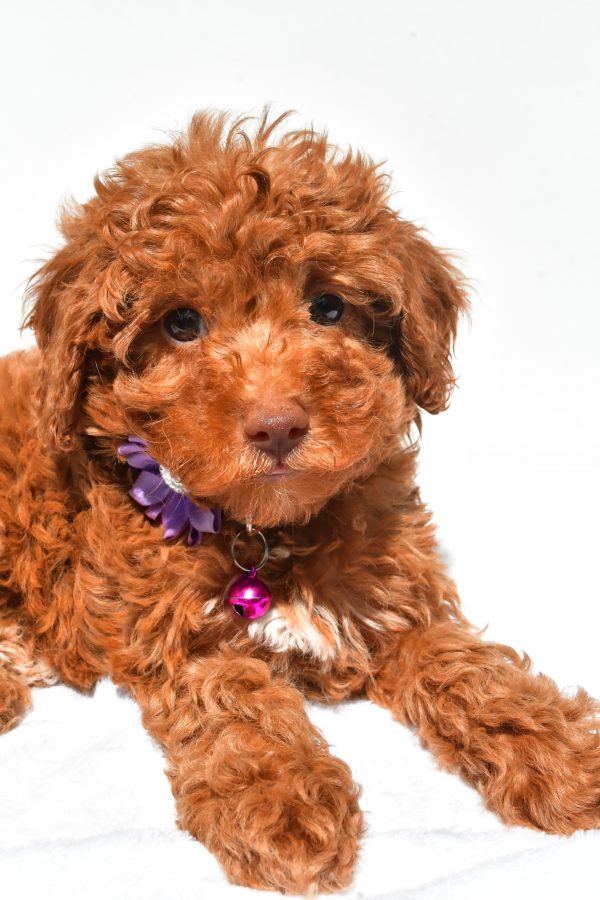 Miss Frisky The Miniature Poodle - Image 4
