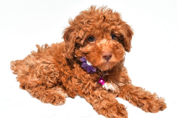 Miss Frisky The Miniature Poodle - Image 6