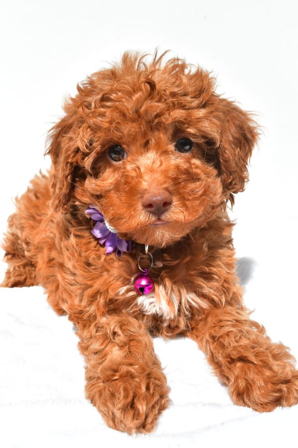 Miss Frisky The Miniature Poodle - Image 5