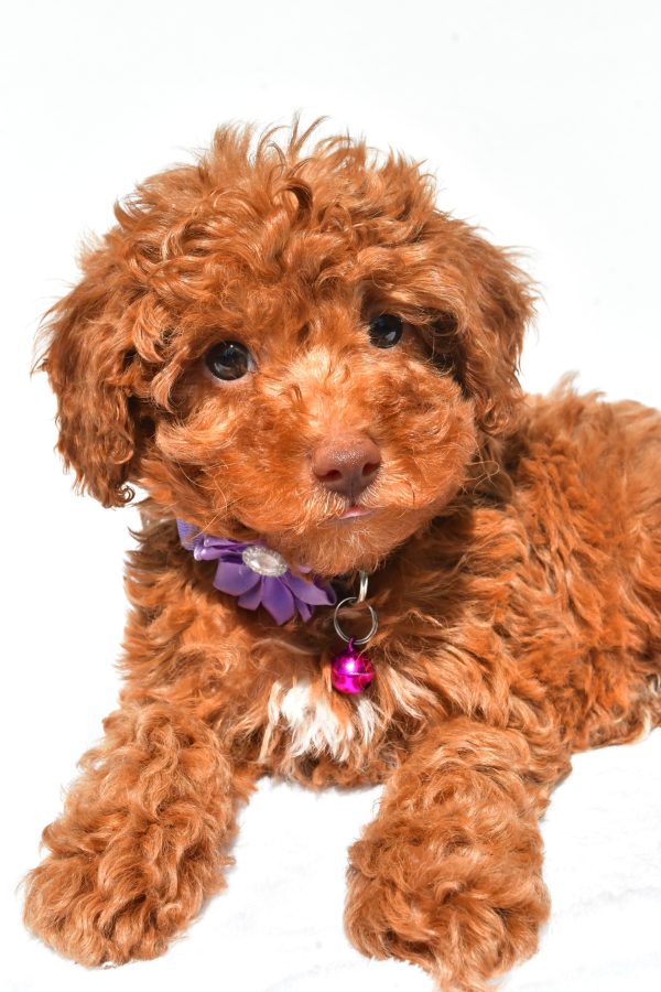Miss Frisky The Miniature Poodle - Image 3