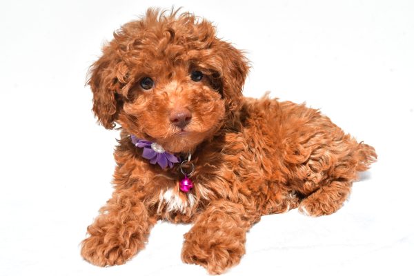 Miss Frisky The Miniature Poodle - Image 7