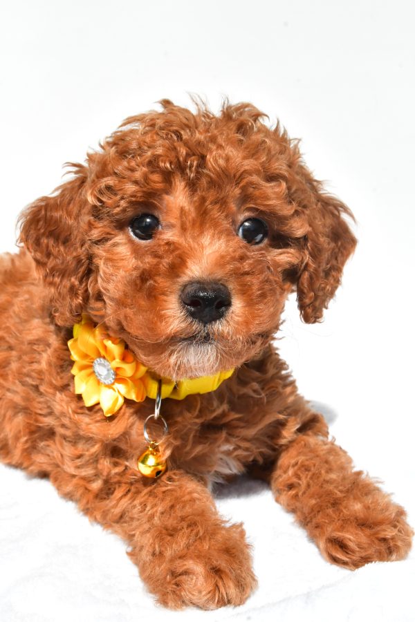 Miss Frosky The Miniature Poodle - Image 5