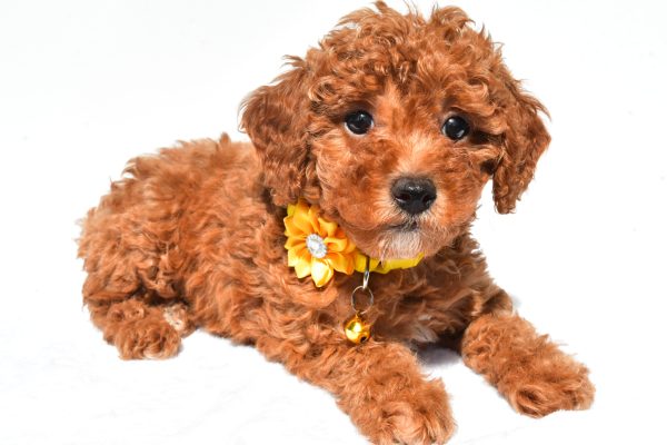 Miss Frosky The Miniature Poodle - Image 8