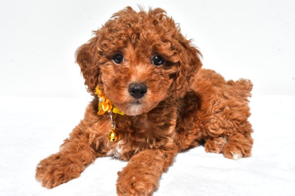 Miss Frosky The Miniature Poodle - Image 7