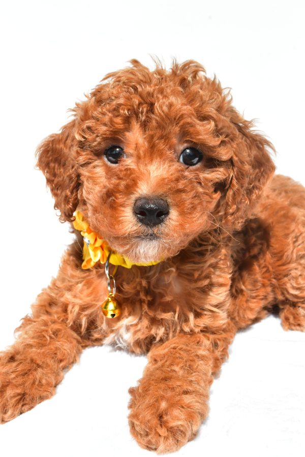 Miss Frosky The Miniature Poodle - Image 4