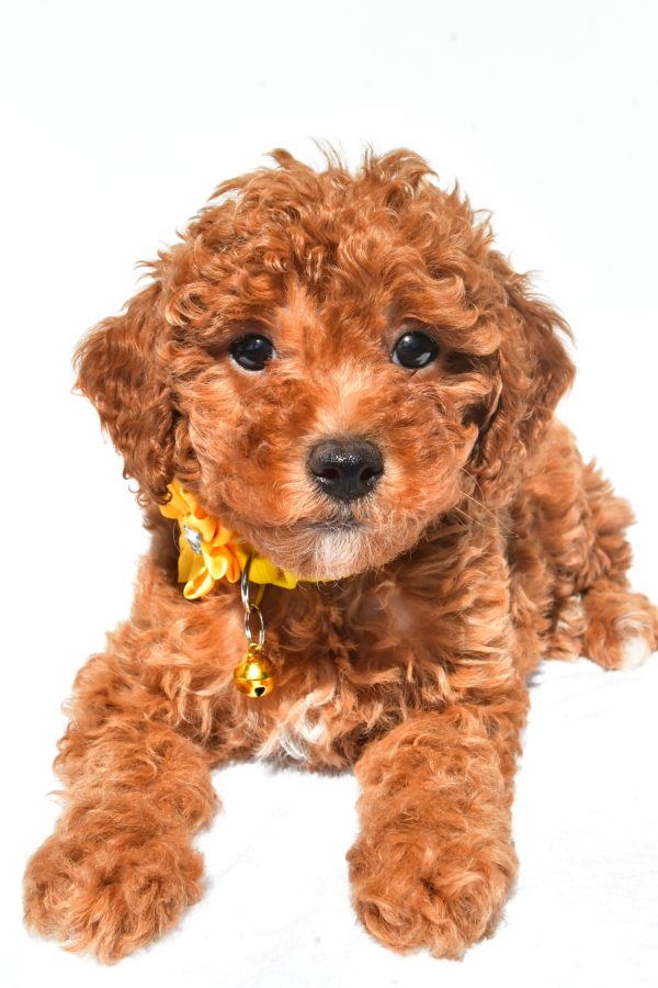 Miss Frosky The Miniature Poodle - Image 6