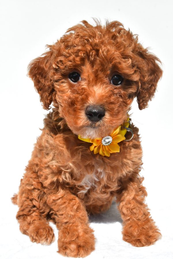 Miss Frosky The Miniature Poodle - Image 2