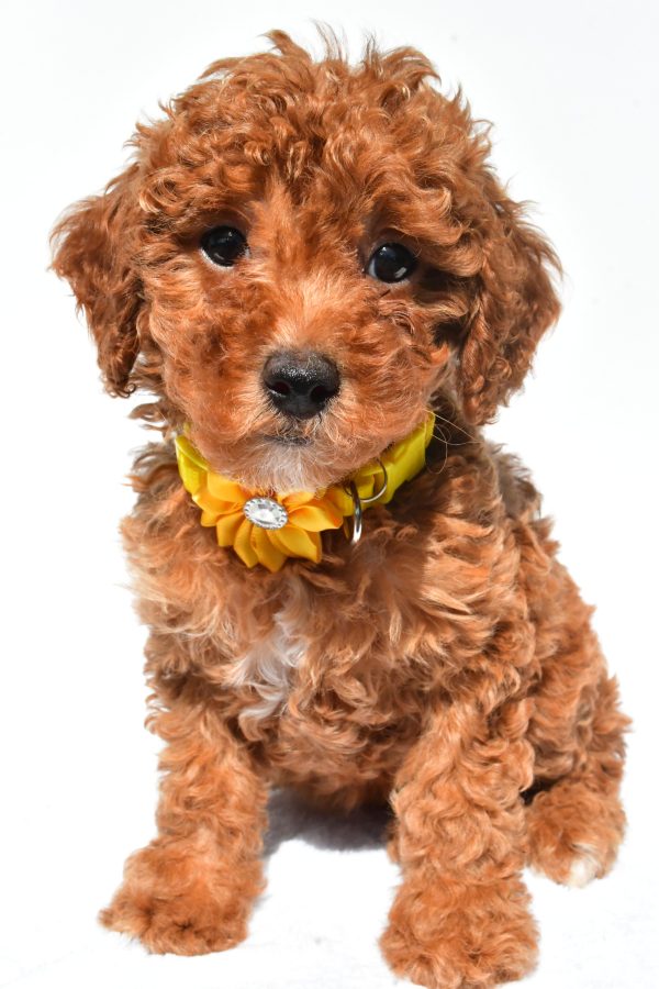 Miss Frosky The Miniature Poodle - Image 3
