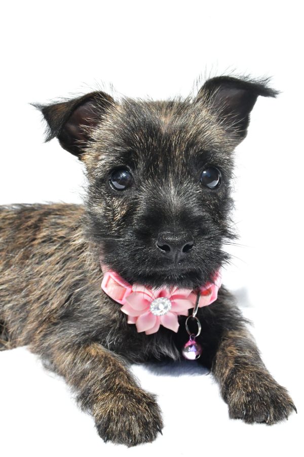 Miss Nora The Cairn Terrier - Image 4
