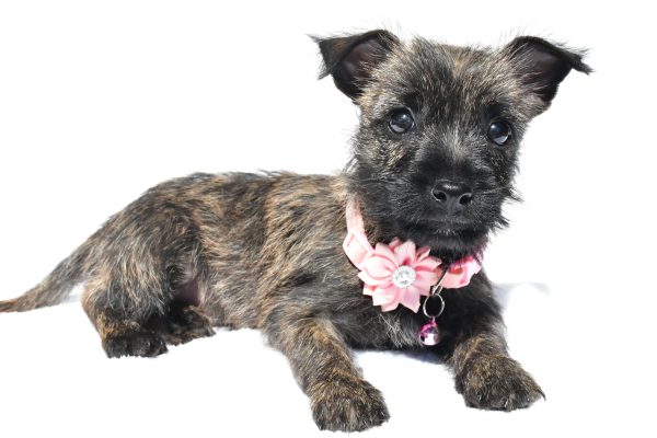 Miss Nora The Cairn Terrier - Image 6