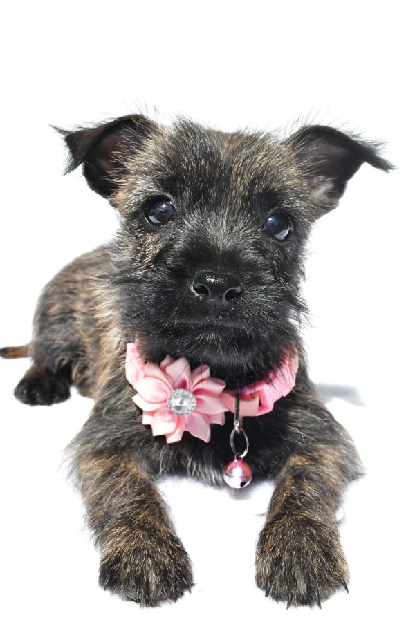 Miss Nora The Cairn Terrier - Image 5
