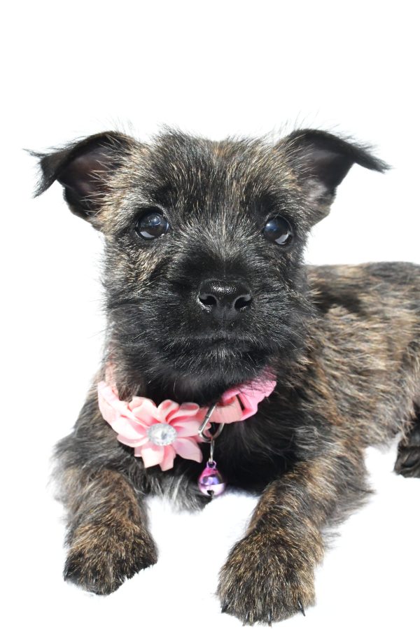 Miss Nora The Cairn Terrier - Image 3