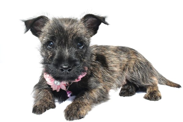 Miss Nora The Cairn Terrier - Image 7