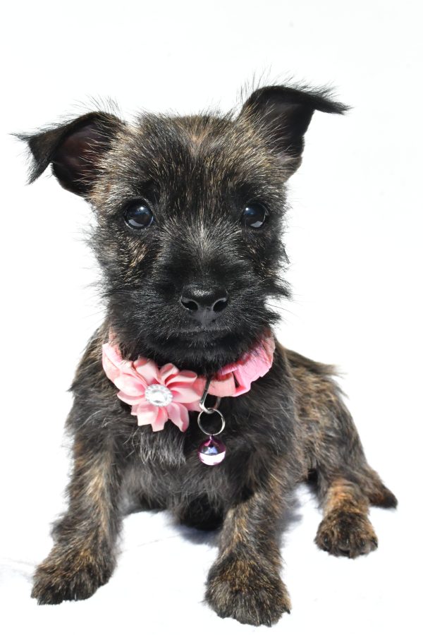 Miss Nora The Cairn Terrier
