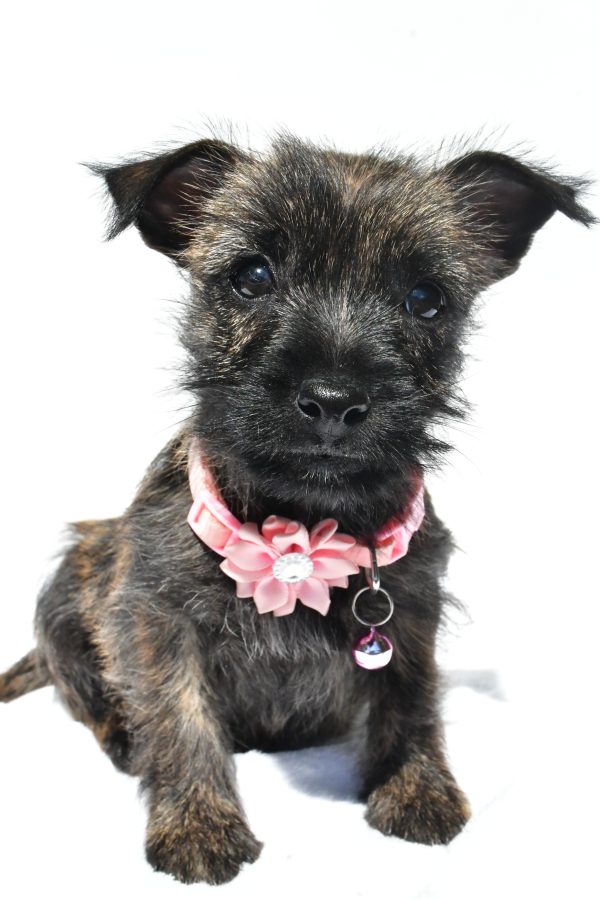 Miss Nora The Cairn Terrier - Image 2