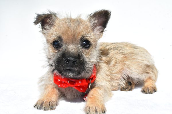 Mr. Neal The Cairn Terrier - Image 6