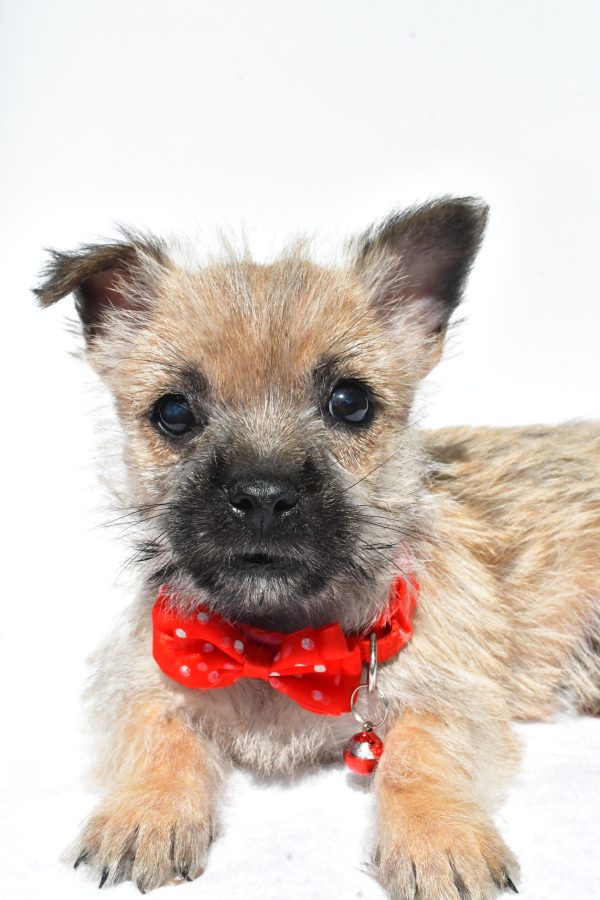 Mr. Neal The Cairn Terrier - Image 3