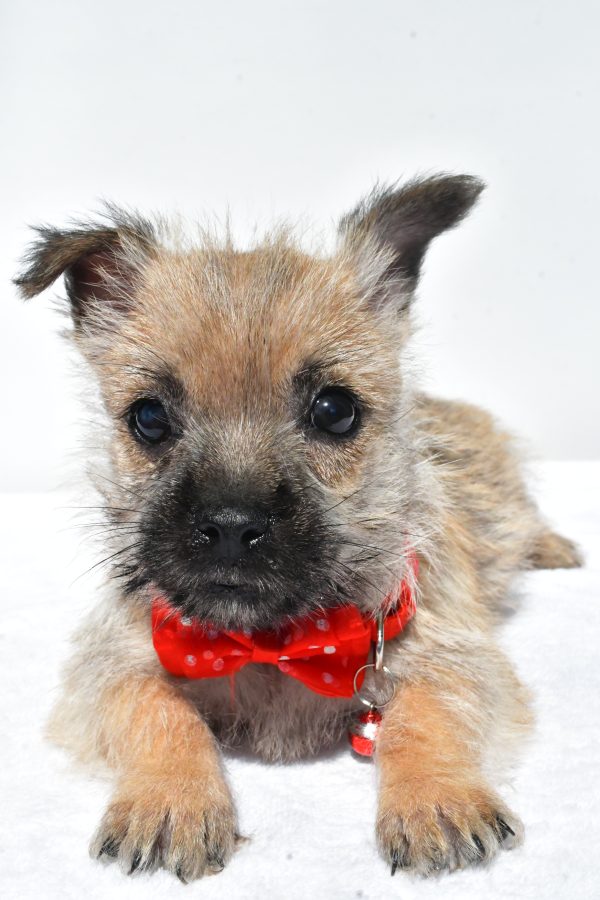 Mr. Neal The Cairn Terrier - Image 4