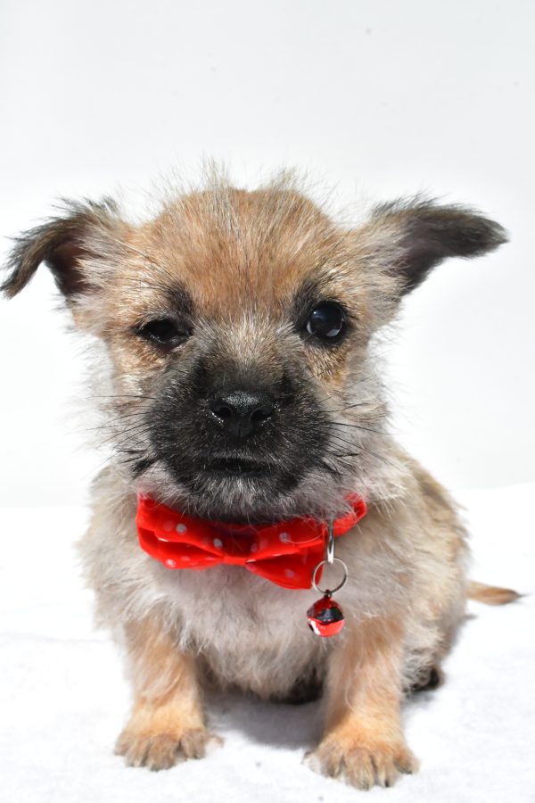 Mr. Neal The Cairn Terrier - Image 2