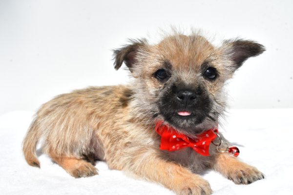 Mr. Neal The Cairn Terrier - Image 5