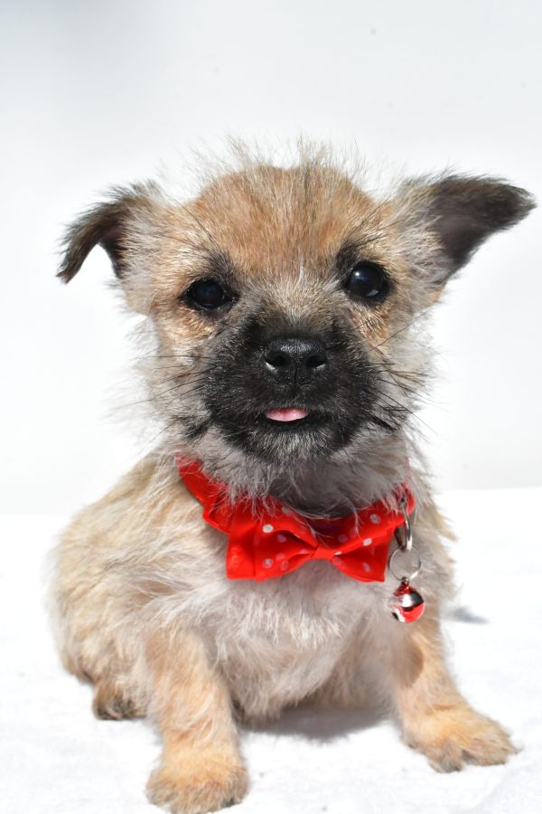 Mr. Neal The Cairn Terrier