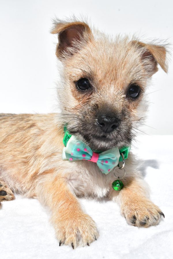 Mr. Nash The Cairn Terrier - Image 4