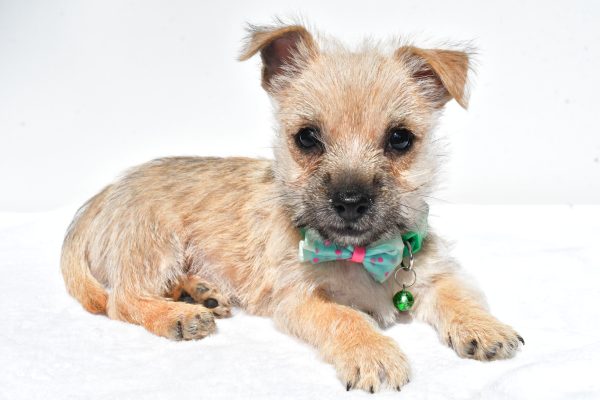 Mr. Nash The Cairn Terrier - Image 6