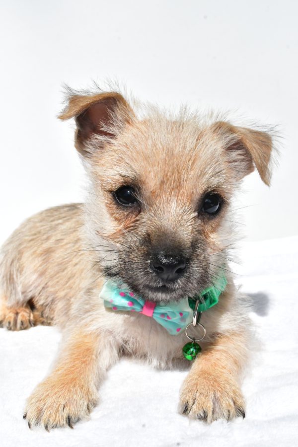 Mr. Nash The Cairn Terrier - Image 5