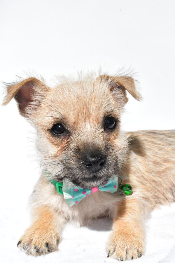 Mr. Nash The Cairn Terrier - Image 3