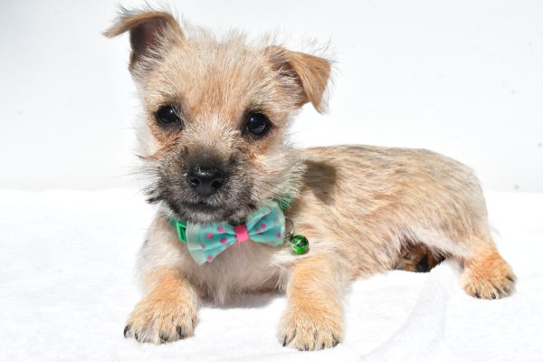 Mr. Nash The Cairn Terrier - Image 7