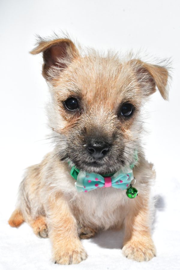Mr. Nash The Cairn Terrier - Image 2