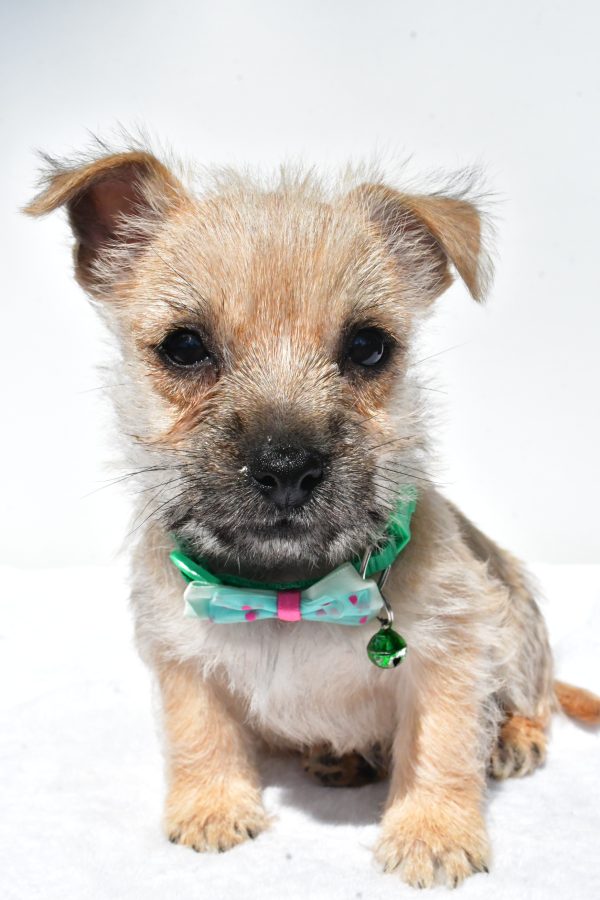 Mr. Nash The Cairn Terrier