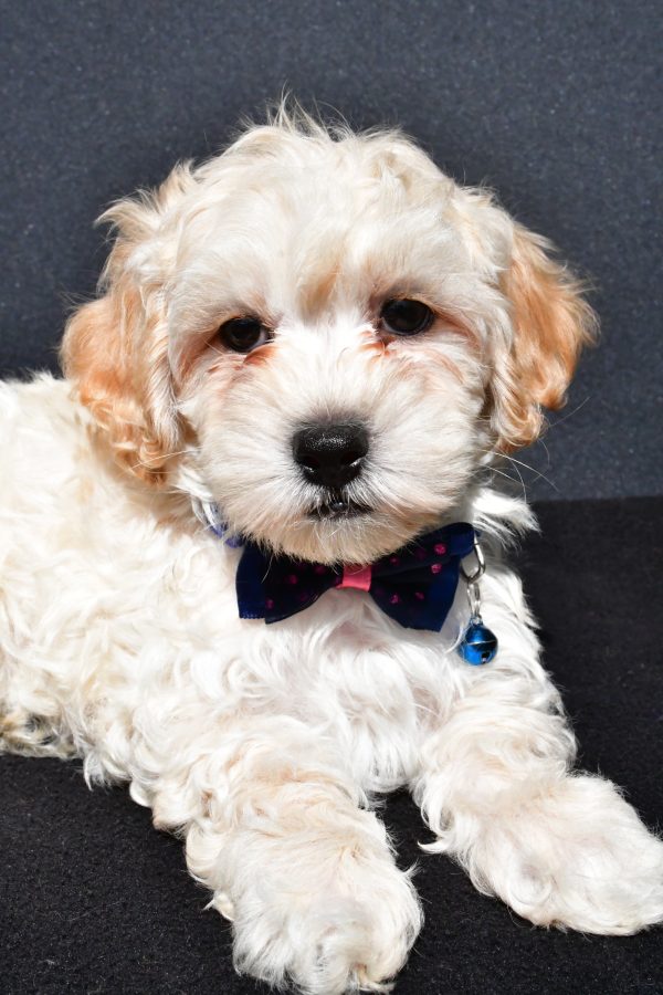 Mr. Oreo The Malti-Poo - Image 4