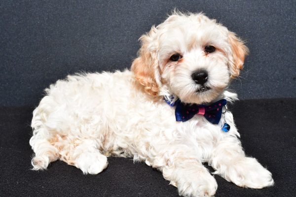 Mr. Oreo The Malti-Poo - Image 7