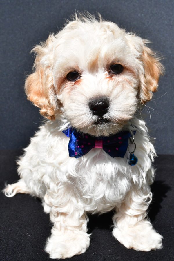 Mr. Oreo The Malti-Poo