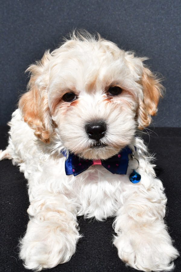 Mr. Oreo The Malti-Poo - Image 5