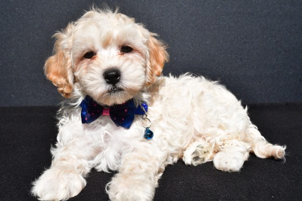 Mr. Oreo The Malti-Poo - Image 6