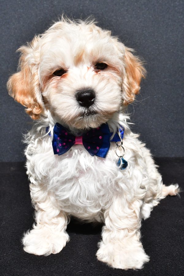 Mr. Oreo The Malti-Poo - Image 2