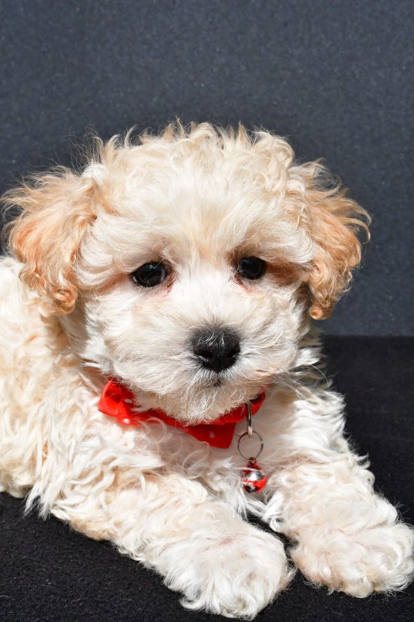 Mr. Oscar The Malti-Poo - Image 4