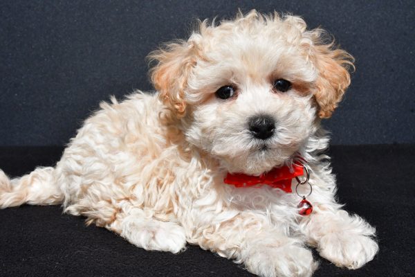 Mr. Oscar The Malti-Poo - Image 7