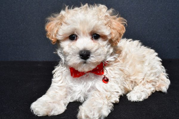Mr. Oscar The Malti-Poo - Image 6