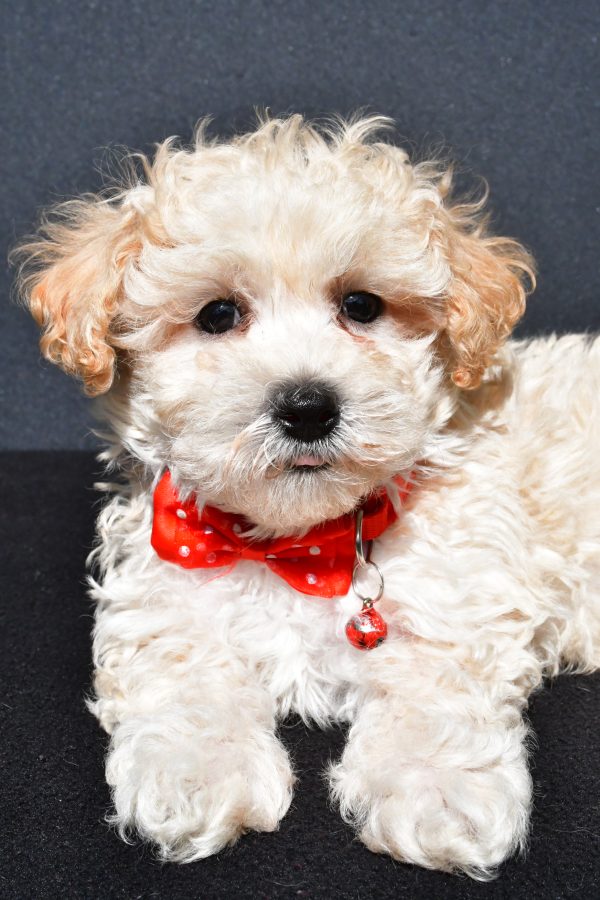 Mr. Oscar The Malti-Poo - Image 3