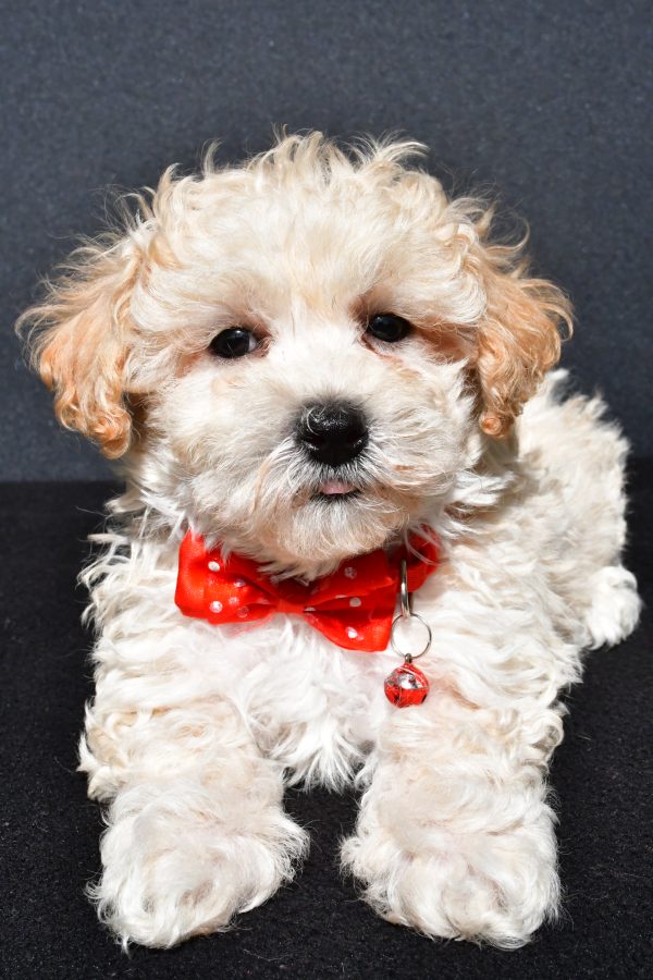 Mr. Oscar The Malti-Poo - Image 5
