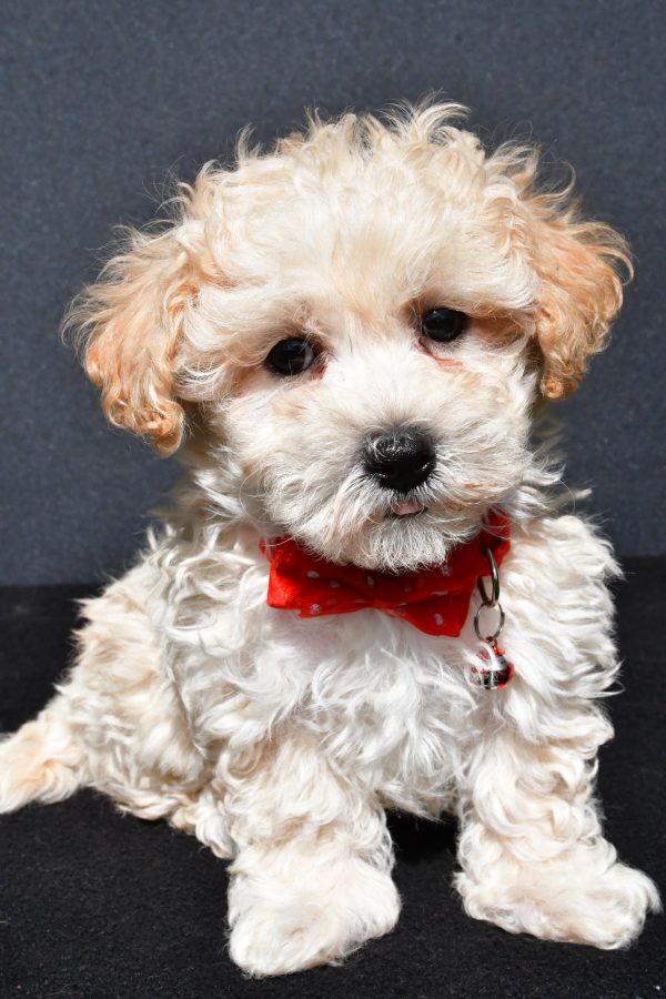 Mr. Oscar The Malti-Poo