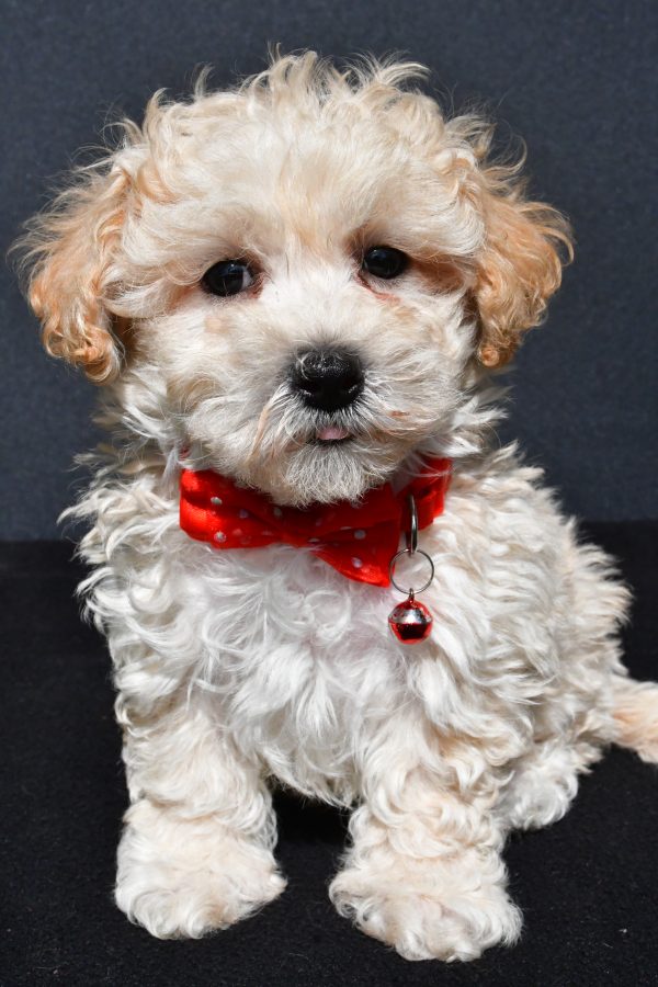Mr. Oscar The Malti-Poo - Image 2