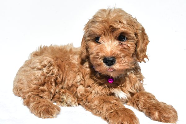 Miss Megan The Miniature Poodle - Image 6