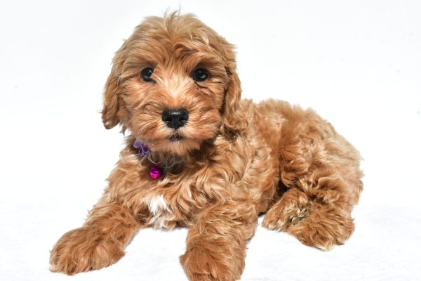 Miss Megan The Miniature Poodle - Image 5