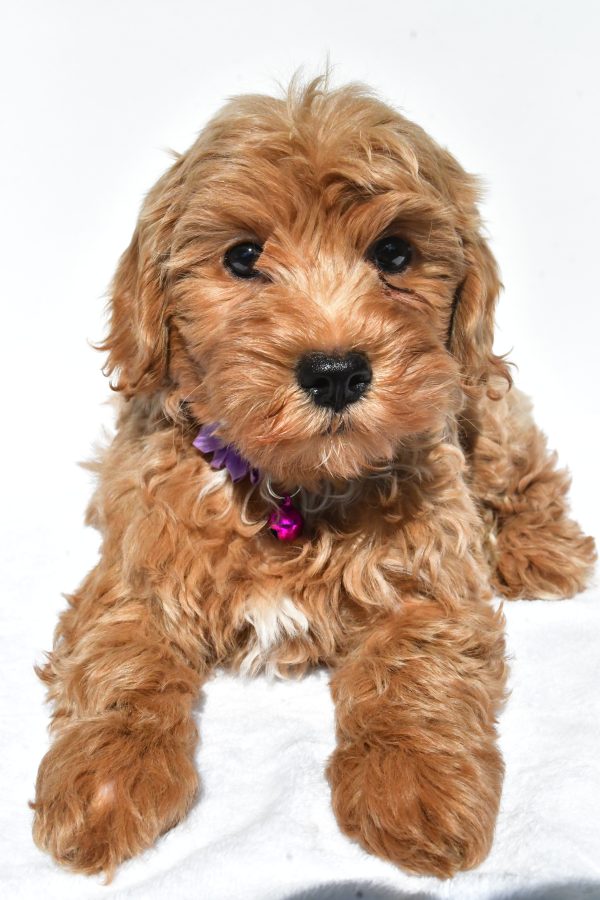 Miss Megan The Miniature Poodle - Image 4